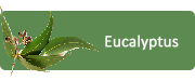 Eucalyptus