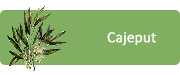 Cajeput