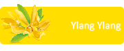 ylang ylang
