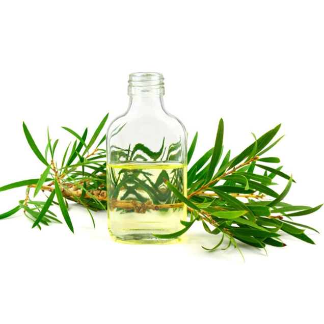 Tinh dầu Tràm Gió 20ml