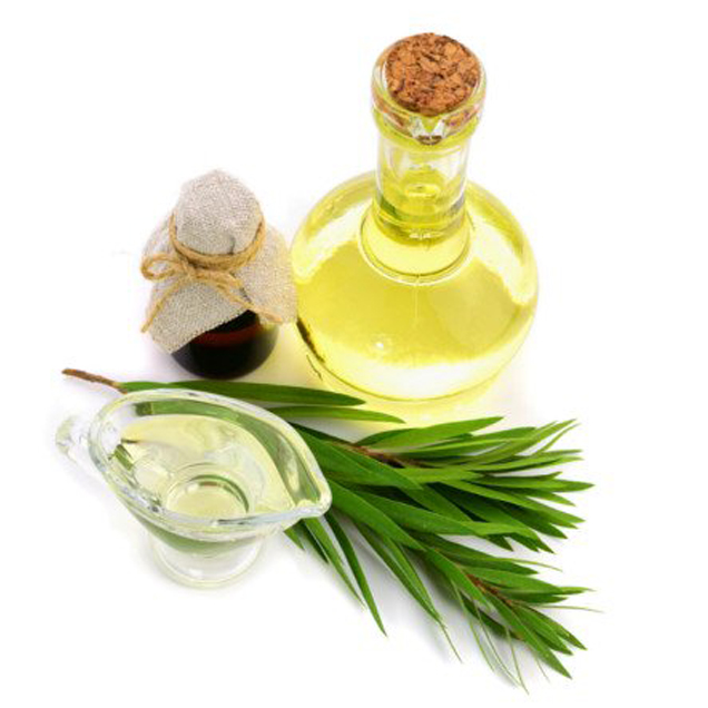 Tinh dầu Tràm Gió 20ml