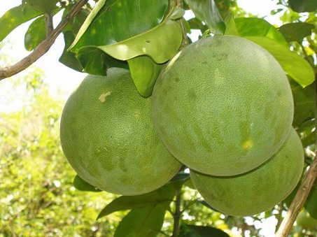 Tinh dầu Bưởi